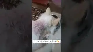 medical checkup #trending #dog #shorts #viral @cartoonnetwork @kidstvsongs @ChotoonzTV