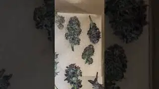 3 solo cups harvested ⛽️🍇🔥 day 70 #rasta #zaza #firstgrow