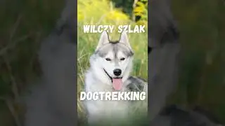CHODŹCIE Z NAMI NA 1. Tarnog&oacute;rski Dogtrekking Wilczy Szlak #dogtrekking #tarnowskieg&oacute;ry #shorts