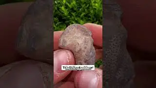 Unbelievable Ancient Fossils Found Inside Golden Beach Rocks! 🌊✨ #fossilhunting #adventure #ancient