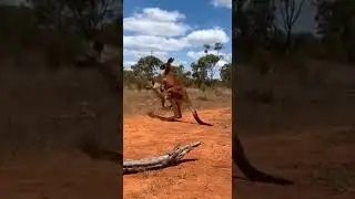 HUGE Kangaroo High-Jump KICKS Hyena Flying! (HomeCam Footage)