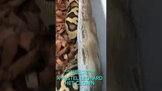 Black Head Phantom Cinnamon Clown X Pastel Leopard Het Clown