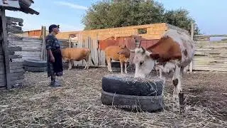 Cooking for the Whole Family Outdoors - Rural Traditions - Farm to Table