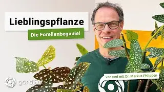 Forellenbegonie – Die richtige Pflege der Trendpflanze | gardify Tipps