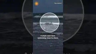 4 people reported shark bites in Texas on July 4 #shorts