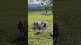 🐓 Amazing Chickens walks in rolling chicken cage#chicken #cage #protection #AzxmoFarmingTech