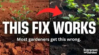 🔥Stop Ruining Clay Soil With Compost — Do THIS Instead for Explosive Plant Growth🔥
