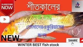 🥶🥶❤️🥰🐟#শীতের সেরা মাছ তোমাদের একুরিয়ামের জন্য এখন BOSU AQUATIC DREAM এ #aquarium  giant fish stock