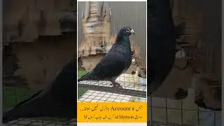 Black Diamond #pigeon #racingpigeons #pigeonracing #racer
