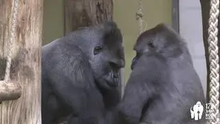 Erste Bilder von Gorilla Sango im Zoo Berlin - Gorilla Sango at Zoo Berlin