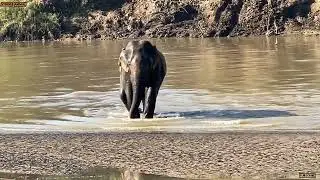 Wild Elephant Crossing the River 🐘 | Incredible Nature Moment 24 December 2025