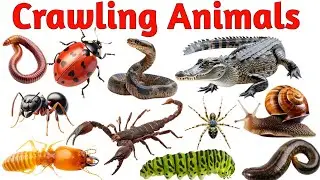 Amazing Crawling Animals | Animals Name in English & Hindi | Fun Learning for Kids