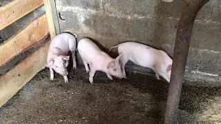 Prasci za tova&mdash;NA SELU JE ŽIVOT