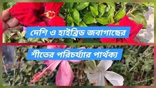দেশি ও হাইব্রিড জবার শীতকালীন আলাদা পরিচর্য্যা/ Care between desi and hybrid hibiscus in winter .