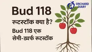 bud 118 apple rootstock | बड 118 सेब रुटस्टाक