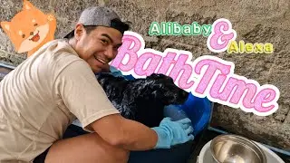 🐾🖤🤎 Bath Time for Our Labrador Retrievers | Alibaby & Alexa&rsquo;s Fur-tastic Saturday‼️🤎🖤🛁