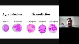 Hematologia clinica, aula 2 - Leucopoese