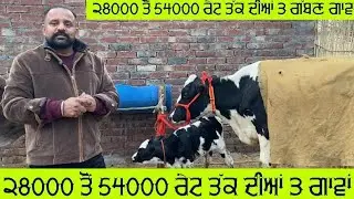 28000 ਤੋਂ 54000 ਰੇਟ ਤੱਕ ਦੀਆਂ 3 ਗਾਵਾਂ ਗੱਬਣ 2 ਤਾਜ਼ੀਆਂ ਸੂਈਆਂ ਦੋਨਾਂ ਗਾਵਾਂ ਵੀ ਮਗਰ ਵੱਛੀ