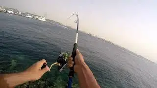 Jigging fishing trevally jack fish