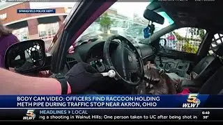 Shocking video shows raccoon holding meth pipe during traffic stop