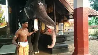 അഴകിൽ  ഇവൻ പാമ്പാടി രാജനൊപ്പം