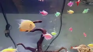 Just Some Beautiful Fish In The Reef Tank #aquariam#mini fish 🐠🐟