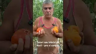 Soiuri sau hibrizi de rosii - ce va place sa cultivati in gradina Dvs! #rosii #seminte #agricultura