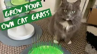 Growing Cat Grass From Seeds