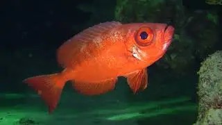 Lunar-tailed bigeye, Goggle eye, or Moontail bullseye (Priacanthus hamrur)