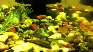 Fish and shrimp eating Tetra TabiMin