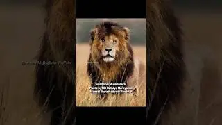 Tribute to The Greatest lion Kings of all time.🥀✨☝🏽 #lion #mapogo #majingilane #sabisands #wildlife