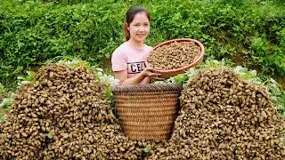 Harvesting Tons of Fresh Peanuts & Go to Market Sell - Organic Peanut Farm Life | Lotus Farming