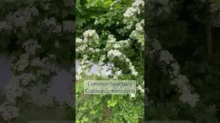 Common Hawthorn in flower #flowers #plants #plantlovers #nature #trees
