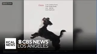 Grace Chon&rsquo;s new book honors the beauty of mixed-breed dogs with real DNA results and heartfelt port