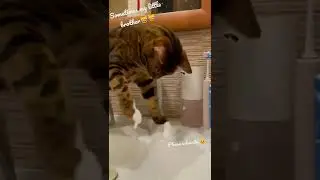 #kittycat #kittens #funnycats #cute #cutecats #kitty #kittylovers #kittylove #cats #catslover #fun