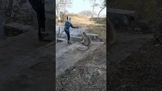 hanuman ji or fake tiger musk 😱😱#monkey #langur #animals