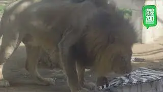 Lion Enrichment at Emirates Park Zoo