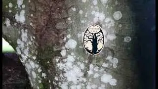 Ulfonze - The Eternal Tree (Evighetstr&auml;det)