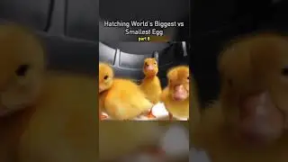 i hatched the world's biggest vs smallest eggs Credits: Dr Plants #shorts