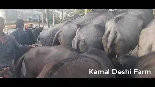 সিলেট গ্যাসবারী বাজার, Sylhet December 2025