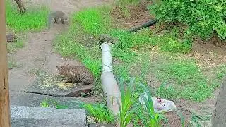 Cat 🐈 vs 🦔 Mangoos Masti #amezing #birds garden #video