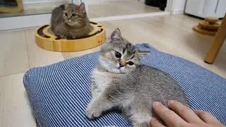 Cute little kitten whose toy was taken away while it was playing…