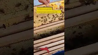 Sunflower nectar gathering is the last major event we have this year, and immediately after it ends,
