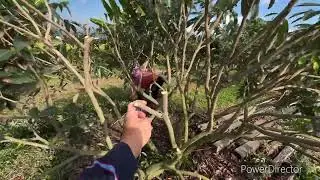 「玉荷包」荔枝這樣修剪，明年會長果嗎？￼2024年6月23日