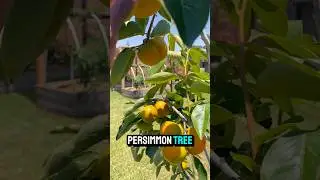 2 Yr Old Persimmon Tree‼️Harvesting Tips‼️#fyp #persimmon #tree #shorts #love #fruit #citrus #raw