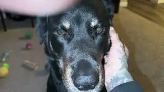 ❤️KIRK AND MILES LOVE YOU❣️#video #dog #pets