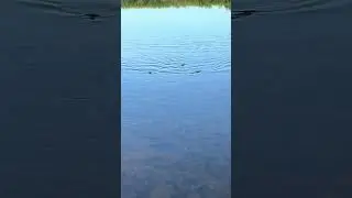 The needlefish and barracuda or relentless back here!