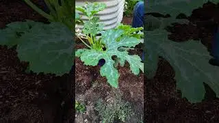 This Zucchini Shouldn&rsquo;t Be Alive&hellip; But It&rsquo;s THRIVING in a Bucket!  #garden #kratky  #kratkymethod