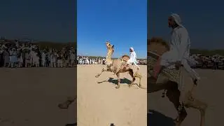camel dance #shorts #drivermunda #youtubeshorts