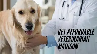 What All Services Animal Clinics in Madison Offers For Pets | Best Vet Services in Madison WI, USA